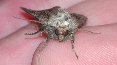 Apterogenum ypsillon