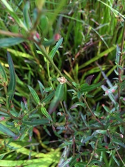 Ludwigia alata
