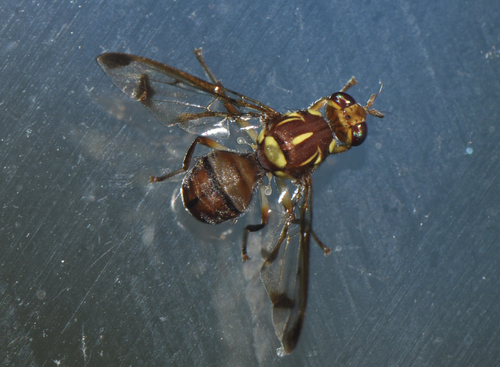 Melon Fly