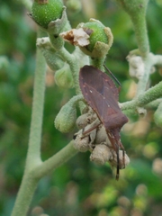 Sethenira ferruginea