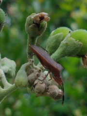 Sethenira ferruginea