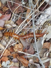 Scolopendra alternans