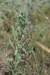 Cuscuta approximata