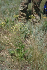Pastinaca clausii