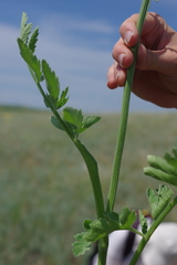 Pastinaca clausii