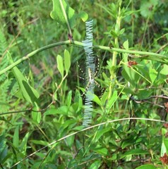 Argiope aurantia image