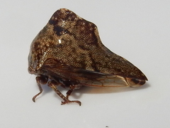 Telamona ampelopsidis