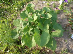 Ligularia stenocephala