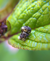 Cionus scrophulariae