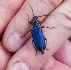 Semanotus amethystinus