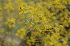 Ferula caspica