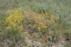 Ferula caspica