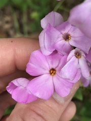 Phlox ovata