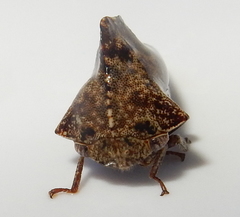 Telamona ampelopsidis