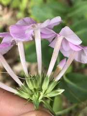 Phlox ovata
