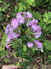 Phlox ovata