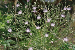 Klasea erucifolia