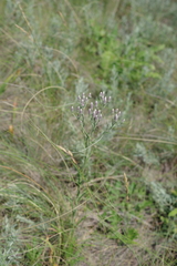 Jurinea multiflora