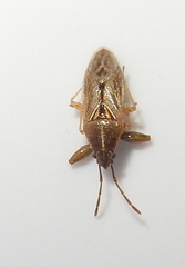 Oedancala dorsalis