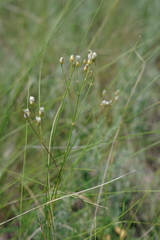 Eremogone procera