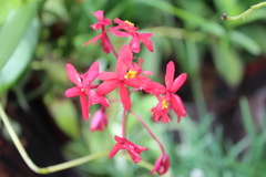Epidendrum × obrienianum