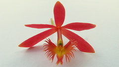 Epidendrum cinnabarinum