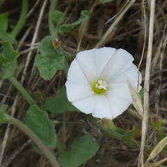 Calystegia subacaulis