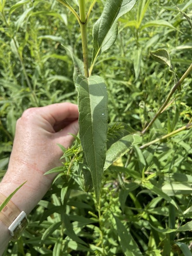 Image of Helianthus grosseserratus by (c) Erin Snyder, some rights reserved (CC BY)