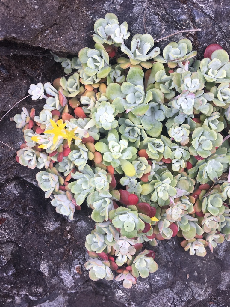 Broad-leaved Stonecrop
