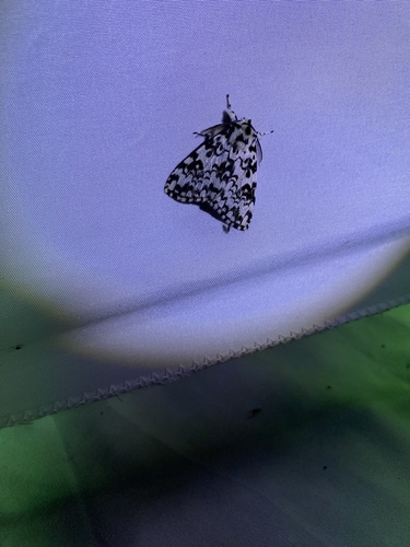 Concolorous Tussock Moth