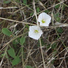Calystegia subacaulis