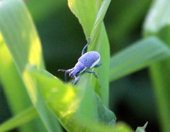 Chlorophanus viridis
