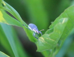 Chlorophanus viridis