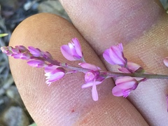 Polygala polygama