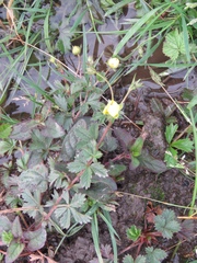 Potentilla mixta