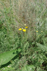 Tanacetum achilleifolium