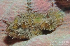 Abantennarius nummifer