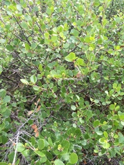 Betula nana