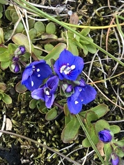 Veronica fruticans