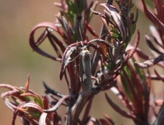 Cisthene liberomacula