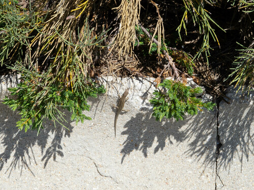 Guadarrama Wall Lizard, Madrid, Spanje, photo 8 of 10