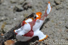 Antennarius maculatus