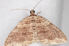 Anticlea multiferata