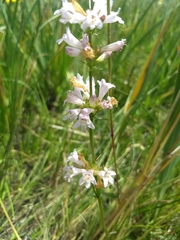Penstemon pratensis
