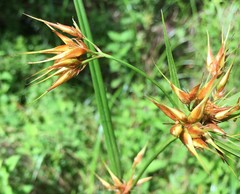 Rhynchospora inundata