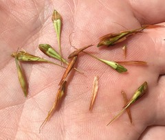 Rhynchospora inundata