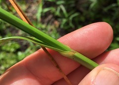 Rhynchospora inundata