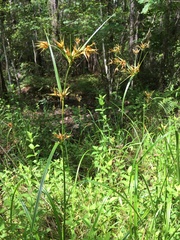 Rhynchospora inundata