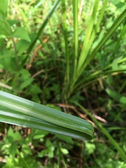 Rhynchospora inundata