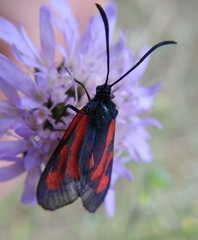 Zygaena osterodensis